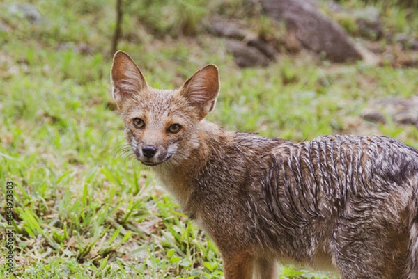 Obraz young fox walking on the backyard patio