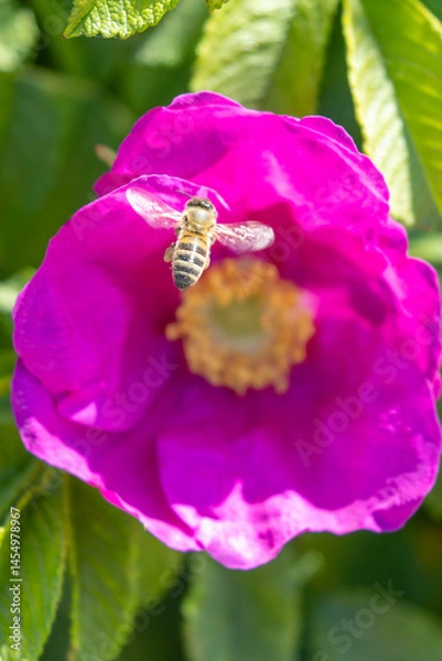 Obraz Bee pollinates vibrant pink flower in a sunny garden during springtime in a warm climate