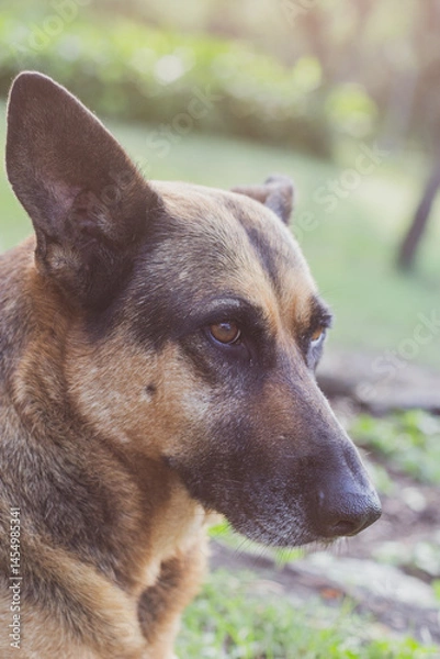 Obraz german shepherd dog looking sad