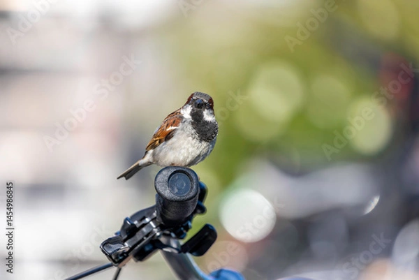 Fototapeta Bird perched on bicycle handlebar in a lively urban setting during daytime looking into camera