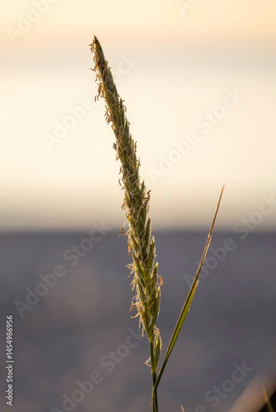 Obraz blade of grass with seeds closeup with blurred background at Sunset