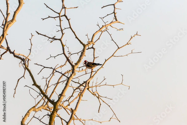 Obraz Sunset illuminates the tree branches with a bird perched in a tree