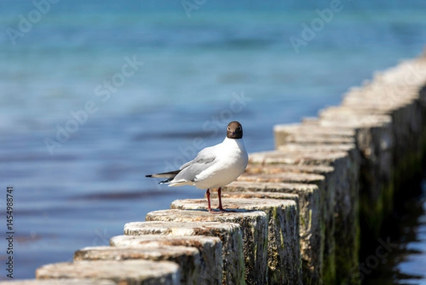 Obraz Bird standing on weathered logsnear the Baltic Sea beach on Darß peninsula in Germany under bright blue sky