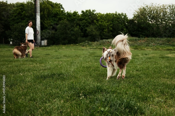 Obraz A red-merle Border Collie joyfully trots across field toward its smiling owner and a fluffy Australian Shepherd in the background, clutching a purple ring toy in its mouth.