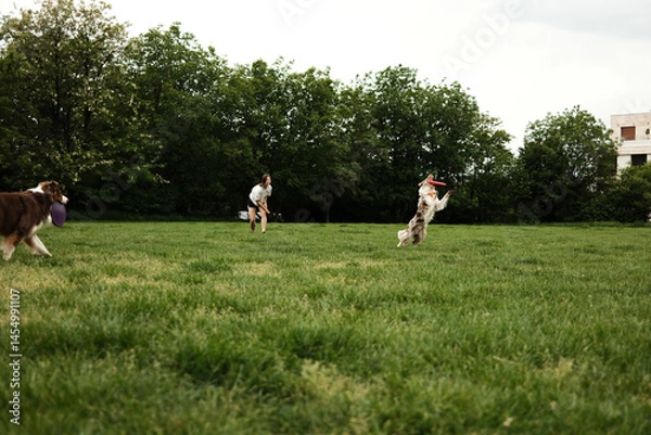 Obraz A young Caucasian woman plays frisbee with two dogs, a border collie and an Australian Shepherd. Sports dogs train by running and jumping on a green summer field.