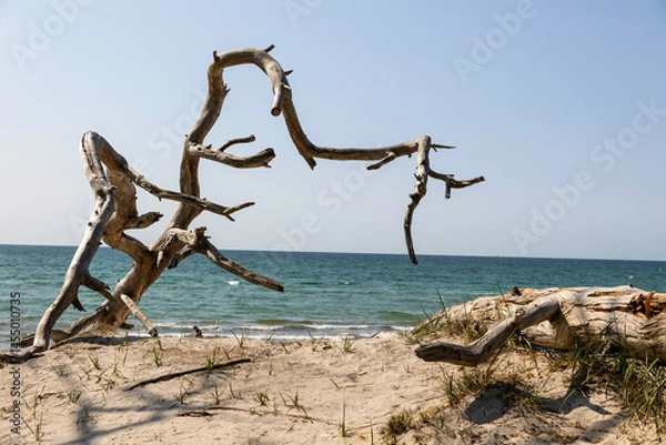Obraz Stunning tree sculpture on the beach of Darß peninsula along the Baltic Sea in Germany on a sunny day
