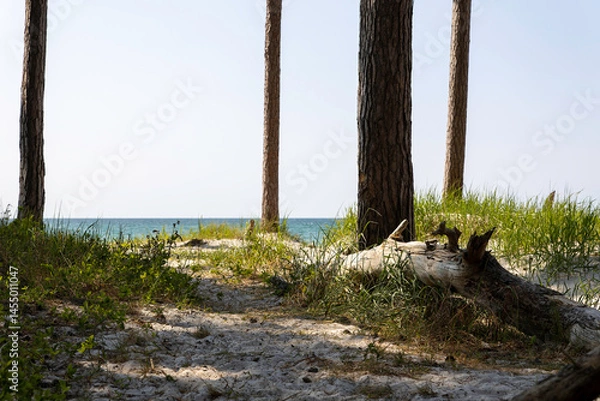 Obraz Explore the serene beauty of the Darß peninsula along the German Baltic Sea with tall trees and sandy pathways