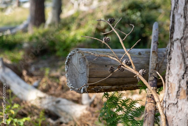 Obraz Exploring untouched nature on Darß peninsula with close-up of pinecones and natural elements during daylight