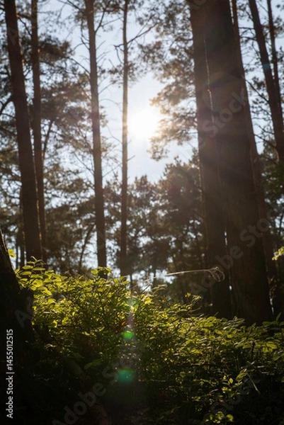 Obraz Sunlight filters through trees in untouched nature on the Darß peninsula, showcasing vibrant greenery and a serene atmosphere