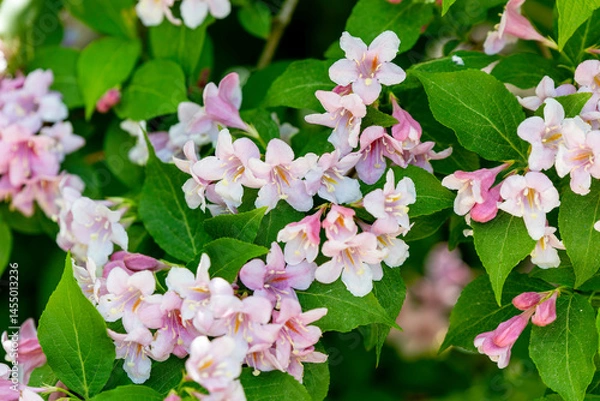 Obraz Beautiful clusters of pink and white flowers blooming in a lush green garden during springtime