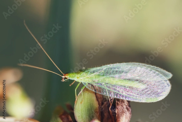 Fototapeta The lacewing also known as Chrysoperla carnea is on a plant