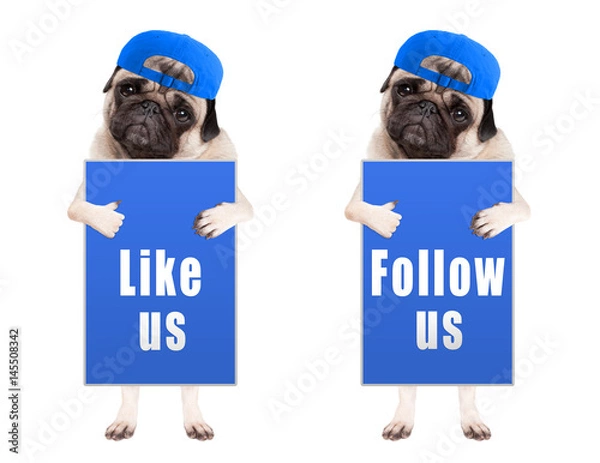 Obraz pug puppy dog with blue follow us and like us sign and wearing blue cap, isolated on white background