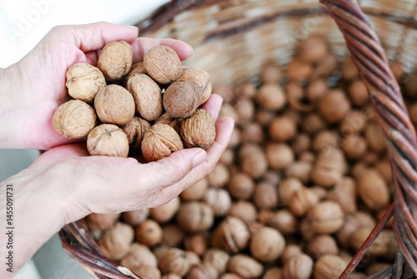 Obraz Woman holding walnuts in her palm. A walnut is the edible seed of any tree of the genus Juglans (family Juglandaceae). They are the round, single-seed stone fruits of the walnut tree. 