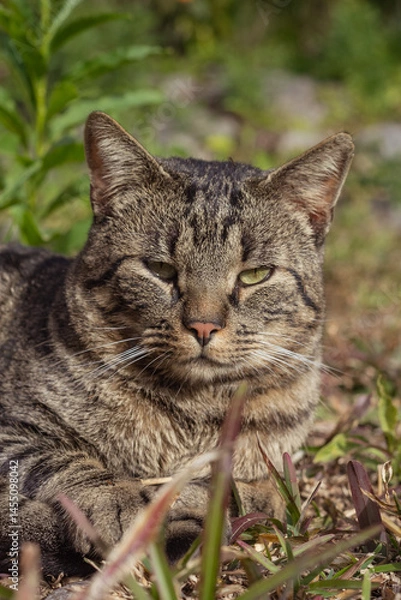 Obraz gray cat lying relaxed on the grass