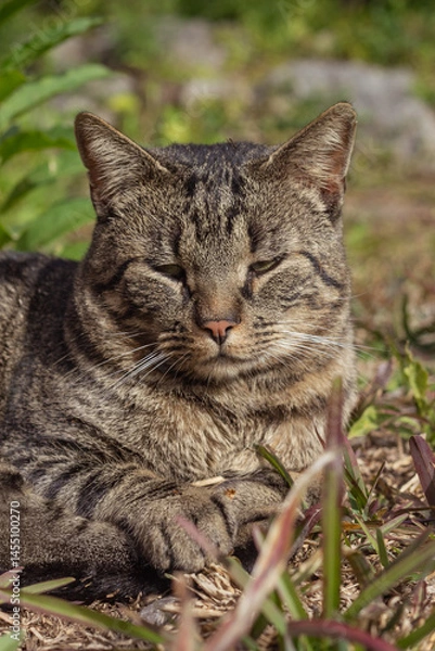 Obraz gray cat lying relaxed on the grass