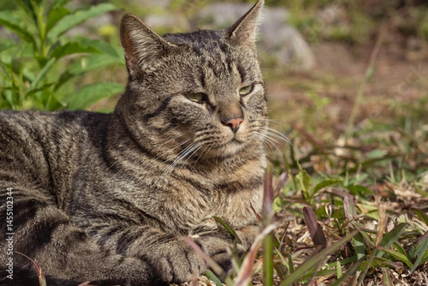 Obraz gray cat lying relaxed on the grass
