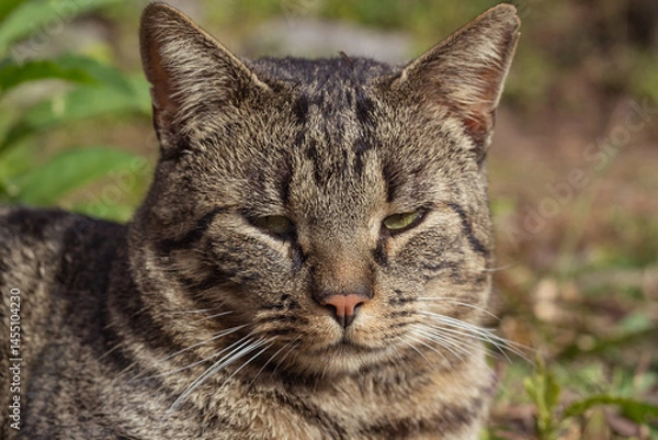 Obraz gray cat lying relaxed on the grass