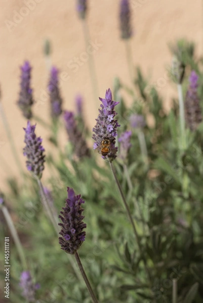 Obraz lavender flowers with a bee