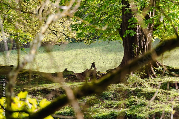 Fototapeta Spring in Dublin. Nature and architecture. High resolution photo.	