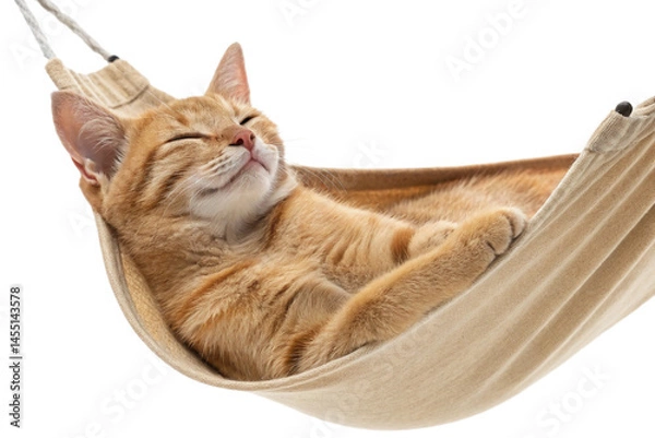 Obraz cat lounging in hammock, looking blissfully relaxed and content. warm fur and calm expression create serene atmosphere, perfect for relaxationm isolated on transparent backgorund -generated by ai