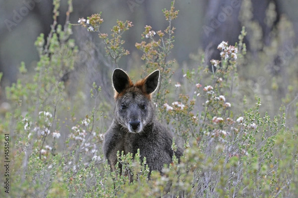 Obraz Black or Swamp Wallaby surrounded by wildflowers