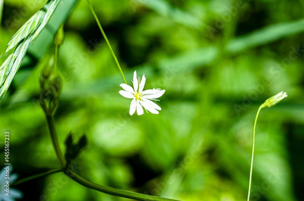 Obraz Close-up of a small white wildflower blooming in a lush green meadow. Natural background with vibrant green tones and soft focus. Peaceful and simple nature beauty.
