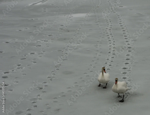 Fototapeta Swans in Snow