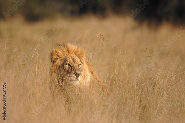 Obraz Male Lion hiding in long grass