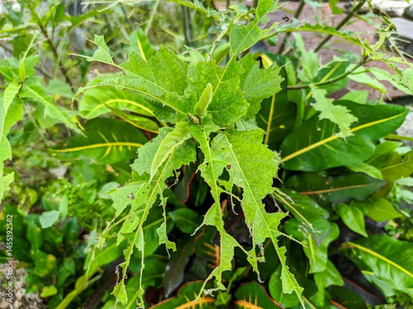 Fototapeta Close-up shows green leaves with noticeable damage, featuring holes and irregular eaten edges. The affected foliage is attached to branches, set against a softly blurred background of more greenery.