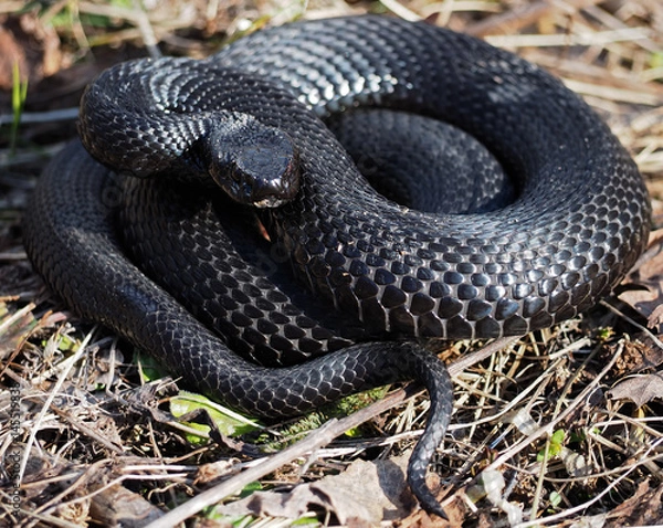 Fototapeta Black snake hiding at the grass at the sun curled up in a ball