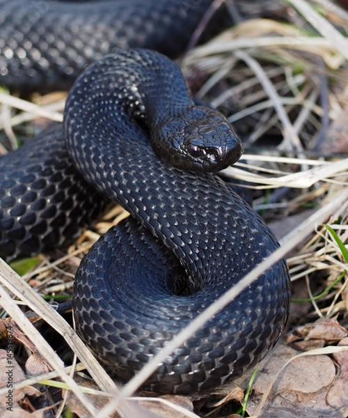 Fototapeta Black snake hiding at the grass at sun eight