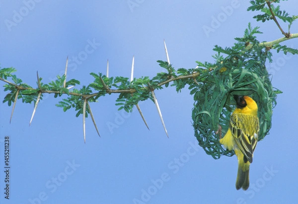 Obraz Weavers bird building a nest in a thorn tree in  South Africa..