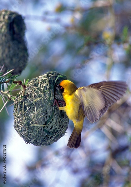 Obraz Weavers bird building a nest in a thorn tree in  South Africa..