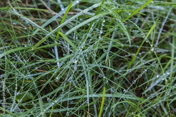Fototapeta green grass