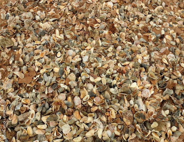 Obraz Mass of sea shells on a beach on the Western Australian coast.