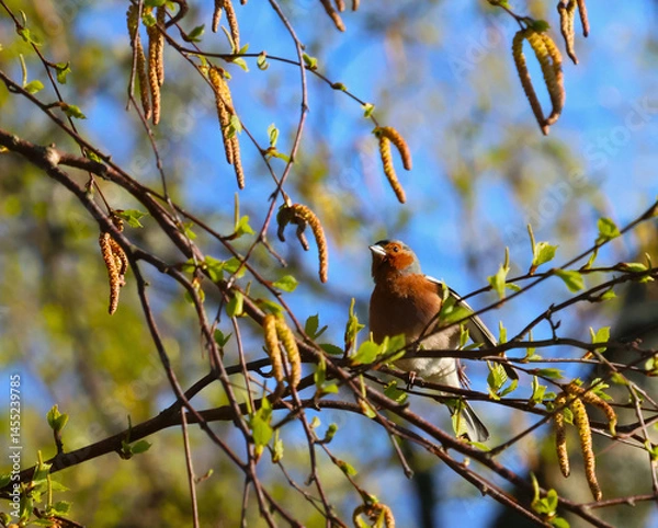 Obraz the gaze of a finch on a birch branch in the spring morning sun