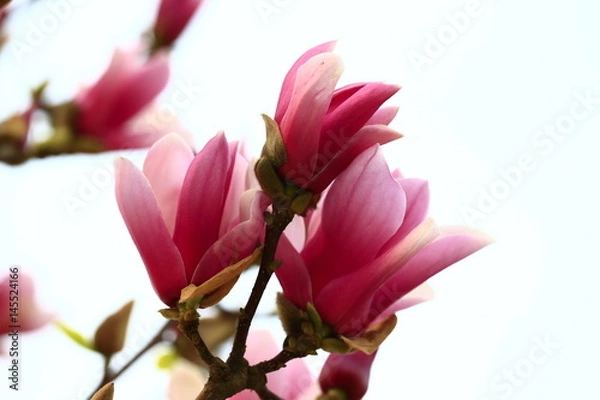 Obraz Magnolia flower