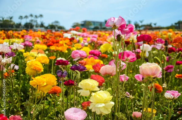 Fototapeta Ranunculus field