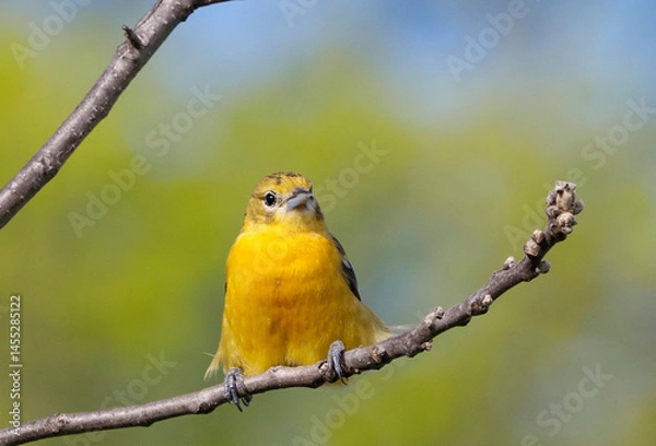 Obraz Female Northern Baltimore Oriole squating on a tree branch on a sunny spring afternoon.