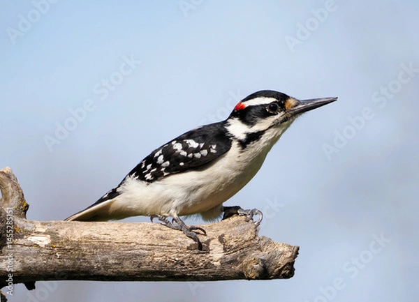 Obraz Male Hairy Woodpecker perched on a tree branch near a peanut feeder.
