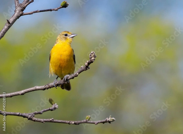 Obraz Female Northern Baltimore Oriole on a tree branch on a sunny afternoon.