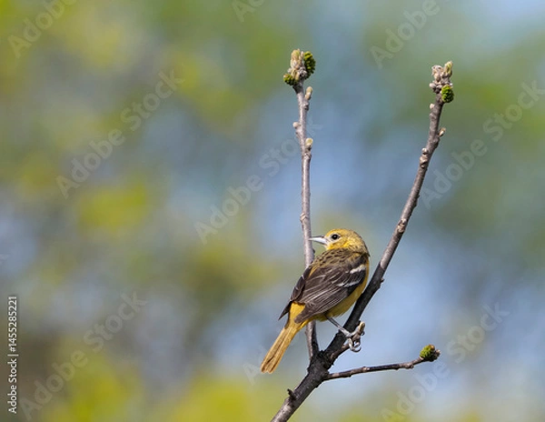 Obraz Female Northern Baltimore Oriole perched on a tree branch on a sunny spring afternoon.