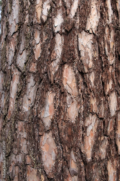 Fototapeta кора сосны