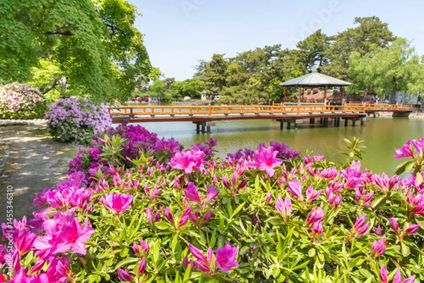 Fototapeta 九華公園のつつじ（三重県桑名市）