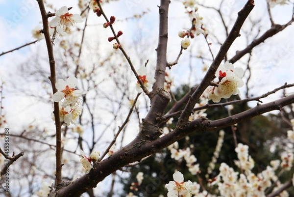 Fototapeta 白い梅の花　紅さし