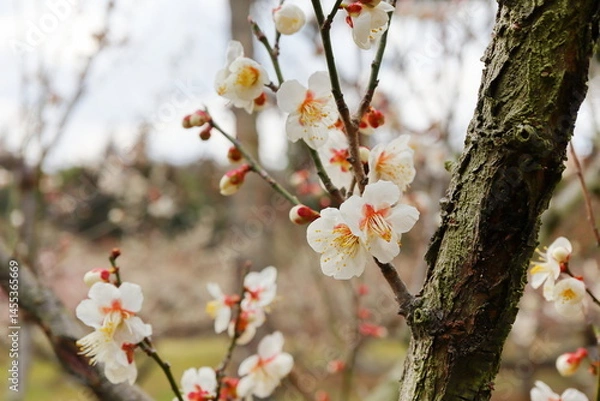 Fototapeta 白い梅の花　加賀地蔵