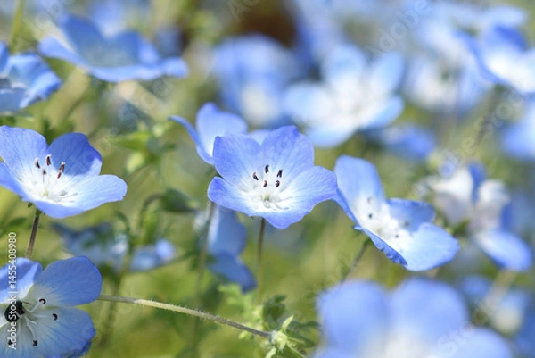 Fototapeta ネモフィラの群生
