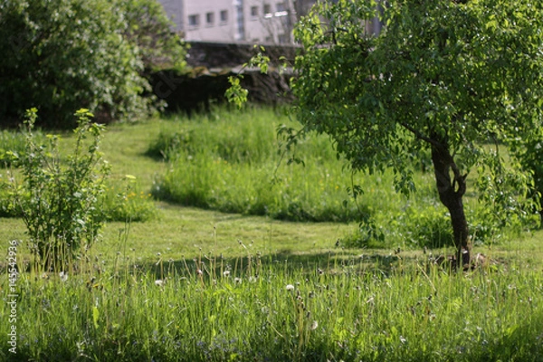 Obraz High grass need trimmer