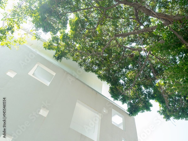 Fototapeta Green business growth and success concept. White eco-friendly modern building with large tree, bright sky background. Sustainable clean environment office building with tree for reduce carbon dioxide.