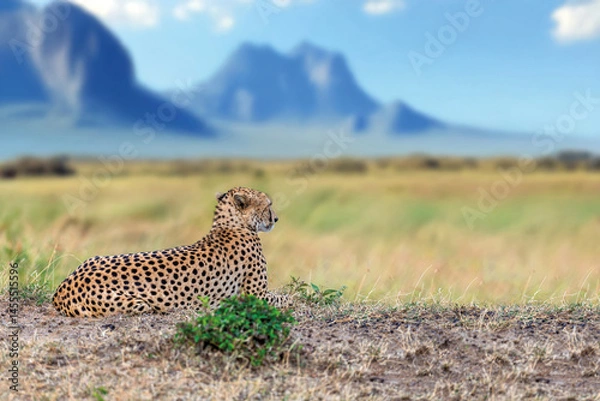 Fototapeta Cheetah lies in the grass against the backdrop of mountains in a National park in Africa